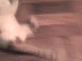 gato breikdance