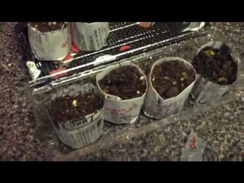 how to transplant loquat tree