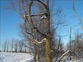 Walk in the Snow Nov 22 - L.wmv