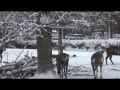 Winter at the Zoo, Part I: Northern Trek Animals