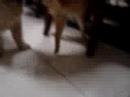huggie vs nine tail foxy