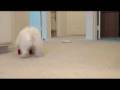 videos de My Dog Is Cuter than Seth Rogan