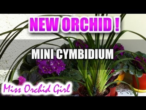 how to care cymbidium