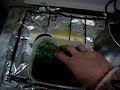 mantequilla canábica  cannabis marihuanathc 