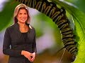 biologia-o-mundo-de-insetos-02-prof-toid.html