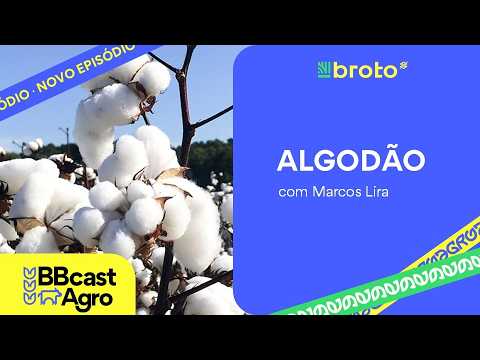 Algodão: trégua no Oriente Médio muda cenário e mercado monitora safra dos EUA |BBCast Agro 30/06/26