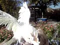 Peaches our Goffin Cockatoo playing and talking in the garden