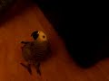 Molly the parrot meets Bonnie the dog
