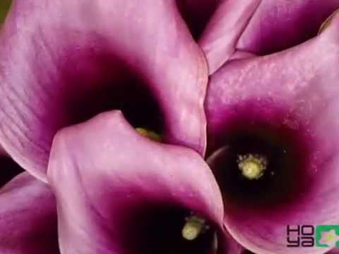 how to grow zantedeschia
