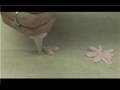 Pastry Decorating : How to Make an Icing Daisy