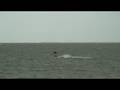 videos de 123kite now...