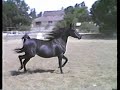 Off Main Street \"Aristocrat\" Arabian Mare