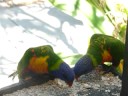 2 Beautiful Little Birds Having A Good Feed Airlie Beach 2 Beautiful Little Birds Having A Good Feed Airlie Beach