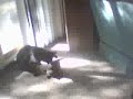 kitty fhight