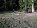 Artful Investment Broodmare (2) Artful Investment Broodmare (2)