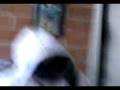 videos de SVM_A0003.mp4