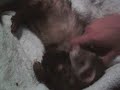 Wake Up Little Weasels! (vid 1) Wake Up Little Weasels! (vid 1)