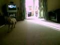 My English Bull Terrier Bullseye doing laps with his shoe