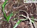 Projeto Orquideas da Serra - Orquideas Epífitas - Taubaté Projeto Orquideas da Serra - Orquideas Epífitas - Taubaté