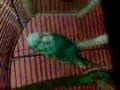videos de XD