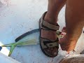 pesca lampuga San Pietro in Bevagna pesca lampuga San Pietro in Bevagna