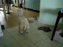 Westie Puppy Week 59 sniff 1