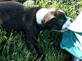Alapaha Blue Blood Bulldogs (bluebloodbulls.com)