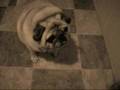 Weird Little Dog