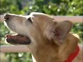 Pet Loss - Options for Grieving Pet Owners
