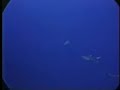 diving shark pass at bikini atoll. lots of reef sharks. big drop off.