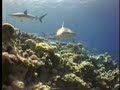 Shark Pass Bikini Atoll