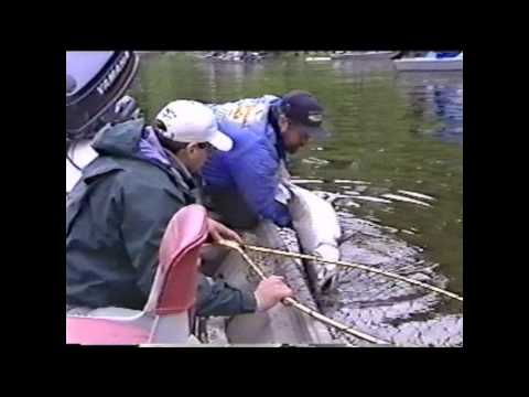 King Fishing on the Deshka River