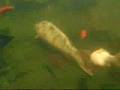 Olympus 1030 SW in my pond