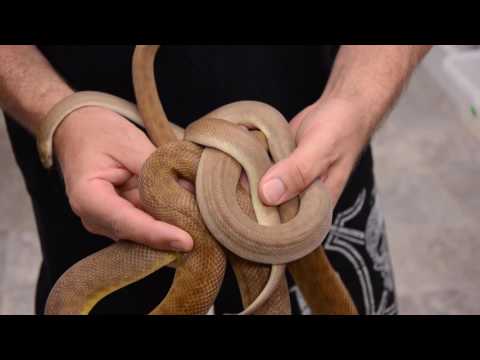 YouTube reptile video