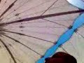 under umbrella nabawi under umbrella nabawi