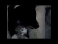 pitt bull gets top off bottles