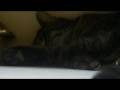 videos de The Culprit