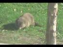 Francine the Groundhog