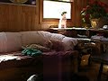 Newlywed hating dog... pt. 1