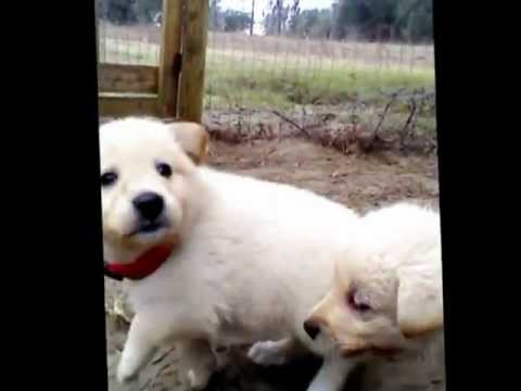 5 Weeks Old-  Great Labenees (Great Pyrenees/ Choc. Lab) Puppies