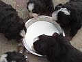 Gulá?ci II. Gulá?ci II.