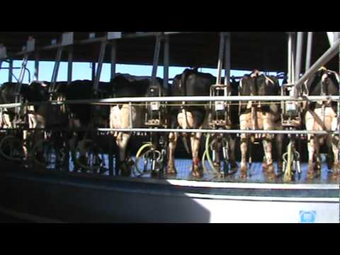 ganado leche - Estos son los establos lecheros de la compañia LALA en la comarca lagunera. A mi punto de vista son animales en muy buen estado de salud y de limpieza, en to...