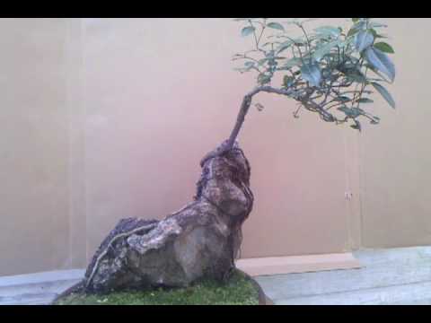 how to replant jasmine plant