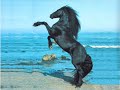 Friesian Horses-FrÃz lovak