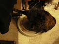 Cat game 1 Cat game 1