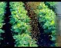 Panco soya