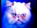 Homer The poet cat