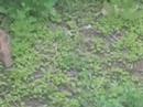 Ruffed Grouse Dustbath