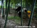 kung-fu panda??????????????