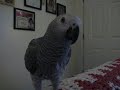 Crazy Bird 2